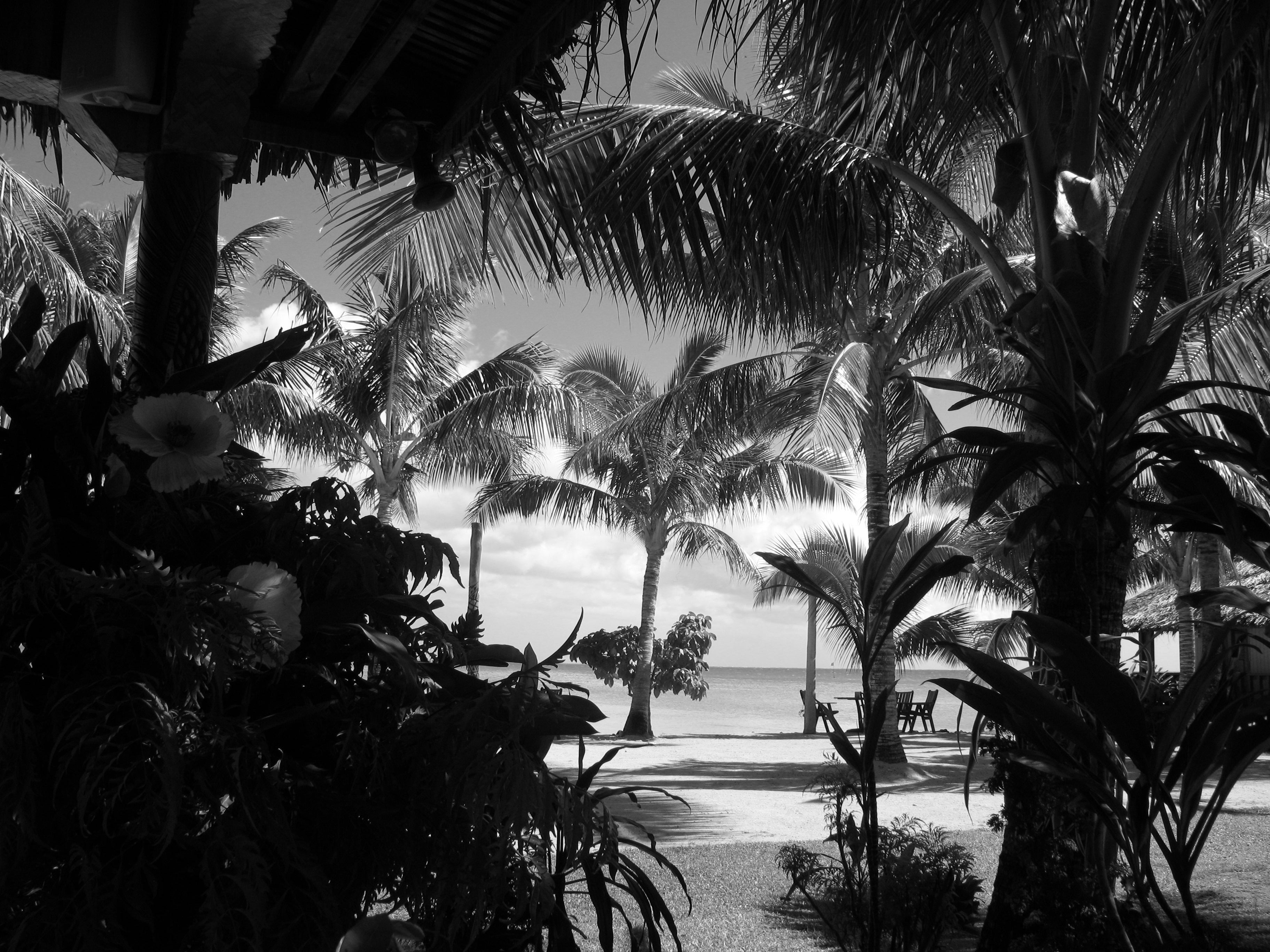 evocative photo of coconut trees